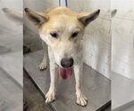 Small German Shepherd Dog Mix