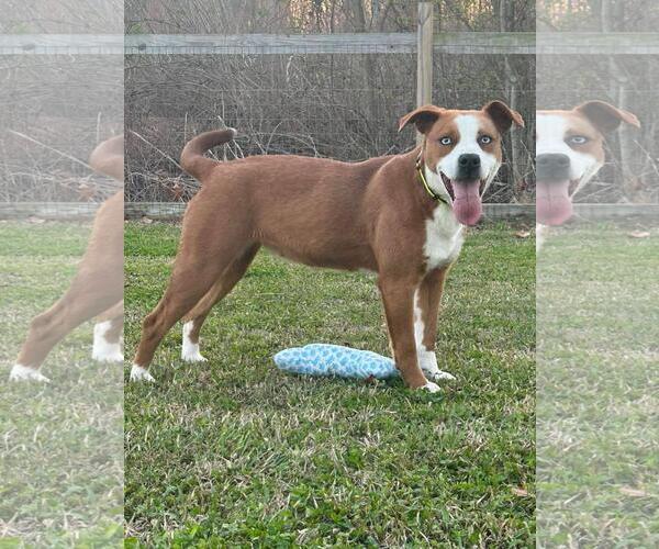 Medium Photo #1 American Pit Bull Terrier-Unknown Mix Puppy For Sale in Oakhurst, NJ, USA