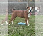Small American Pit Bull Terrier Mix