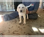 Small #3 Labrador Retriever