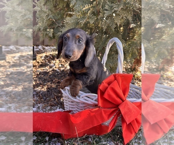 Medium Photo #5 Dachshund Puppy For Sale in MIDDLEBURY, IN, USA