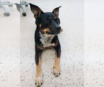 Small #1 Mutt