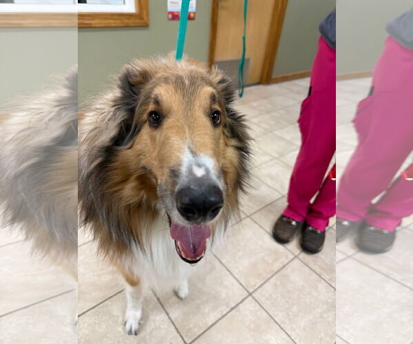 Medium Photo #4 Collie Puppy For Sale in Chantilly, VA, USA