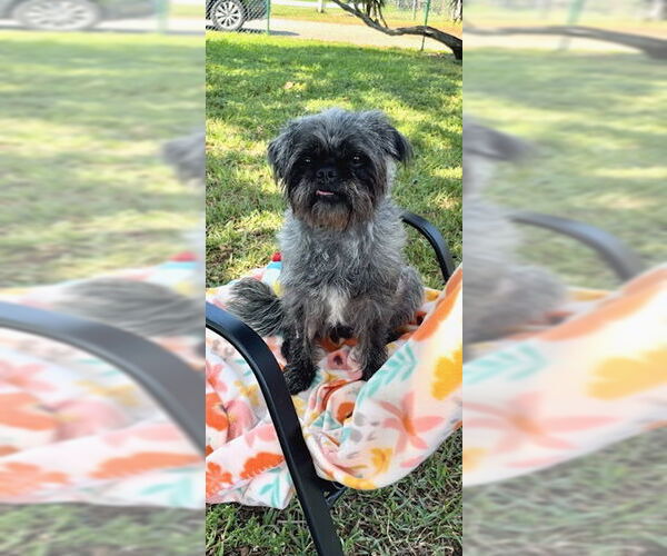 Medium Photo #6 Shih Tzu Puppy For Sale in Weston, FL, USA
