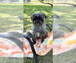 Small #5 Shih Tzu
