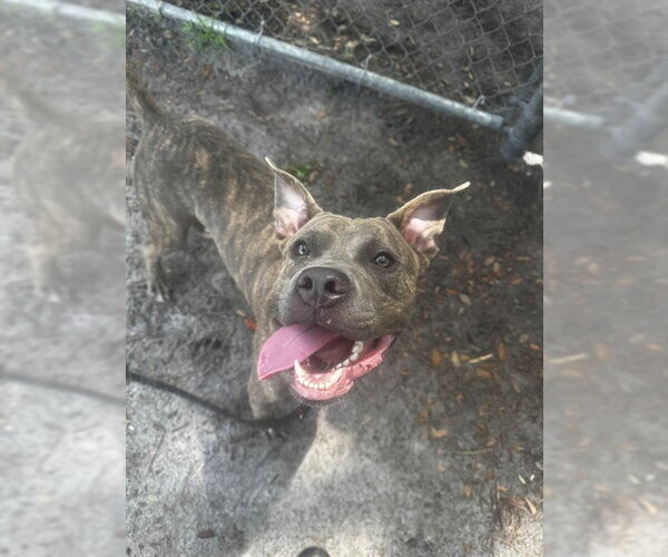 Medium Photo #1 Mutt Puppy For Sale in St. Cloud, FL, USA