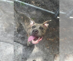 Mutt Dogs for adoption in St. Cloud, FL, USA