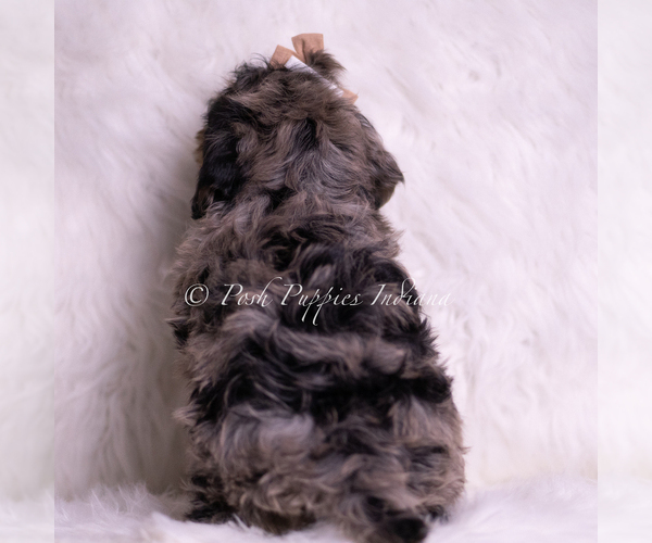 Medium Photo #5 Goldendoodle (Miniature) Puppy For Sale in WARSAW, IN, USA