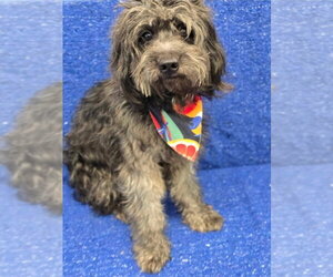 Mutt Dogs for adoption in Lakewood, CO, USA