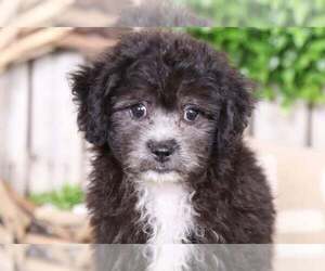 Zuchon Puppy for sale in MOUNT VERNON, OH, USA