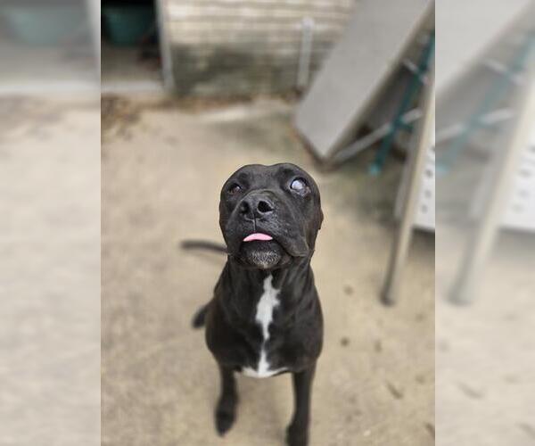 Medium Photo #2 American Staffordshire Terrier-Unknown Mix Puppy For Sale in San Antonio, TX, USA