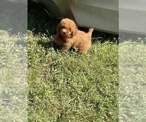 Poodle (Toy) Puppy for sale in TAMPA, FL, USA