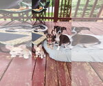 Small #1 Basset Hound Mix
