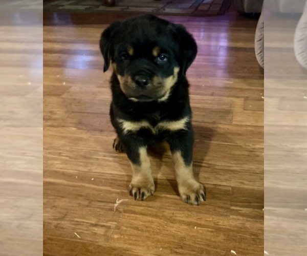 Medium Photo #6 Rottweiler Puppy For Sale in COTTAGE GROVE, OR, USA