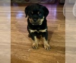 Small Photo #6 Rottweiler Puppy For Sale in COTTAGE GROVE, OR, USA