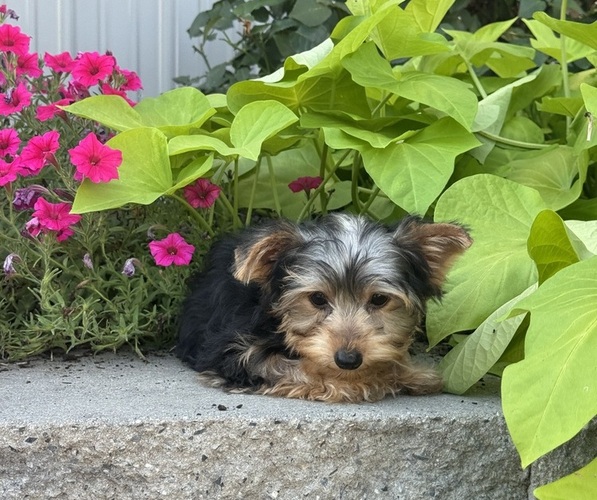 Medium Photo #5 Yorkshire Terrier Puppy For Sale in CANOGA, NY, USA
