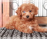 Small #1 Poodle (Toy)