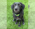 Small #1 Mutt
