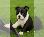 Small #3 Boston Terrier
