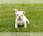 Image preview for Ad Listing. Nickname: Hank