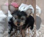 Puppy Beau Yorkshire Terrier
