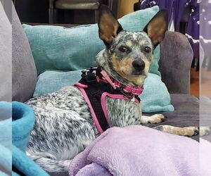 Chihuahua-Unknown Mix Dogs for adoption in Mundelein, IL, USA