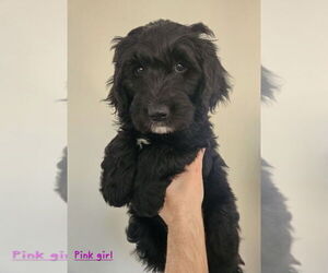 Sheepadoodle Puppy for sale in CHUBBUCK, ID, USA