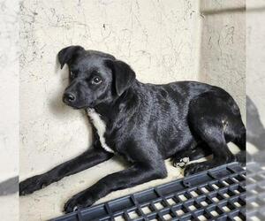 Mutt Dogs for adoption in San Antonio, TX, USA