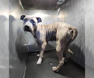 American Staffordshire Terrier-Unknown Mix Dogs for adoption in San Antonio, TX, USA