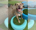 Small #4 American Pit Bull Terrier
