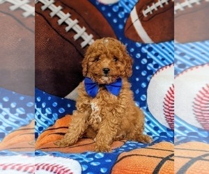 Poodle (Miniature) Puppy for sale in NEW PROVIDENCE, PA, USA