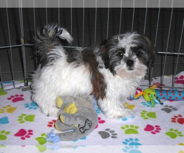 Medium Photo #7 Mal-Shi Puppy For Sale in ORO VALLEY, AZ, USA