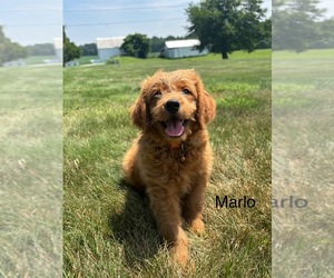 Goldendoodle (Miniature) Puppy for sale in FREDERICKSBG, OH, USA