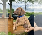 Puppy Chase Belgian Malinois-Catahoula Leopard Dog Mix