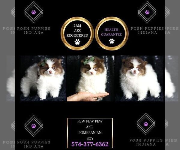 Medium Photo #100 Pomeranian Puppy For Sale in WARSAW, IN, USA