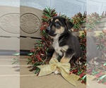 Puppy 5 German Shepherd Dog-Siberian Husky Mix
