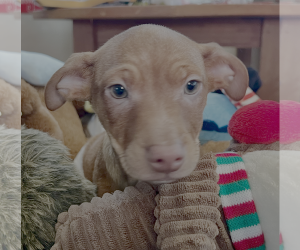 Medium Photo #2 Chiweenie Puppy For Sale in Bellevue, WA, USA