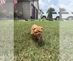 Small #1 English Bulldog