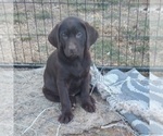 Small Photo #17 Labrador Retriever Puppy For Sale in BENTS FORT, CO, USA