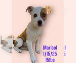 Small #6 Mutt