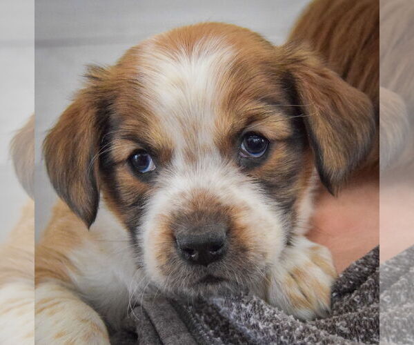 Medium Photo #6 Boxador Puppy For Sale in Huntley, IL, USA