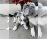 Small Photo #6 Australian Shepherd Puppy For Sale in PLATTE CITY, MO, USA