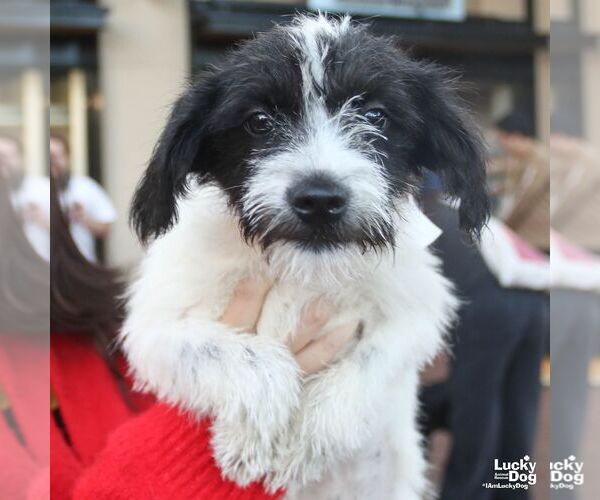 Medium Photo #4 Jack Russell Terrier-Unknown Mix Puppy For Sale in Washington, DC, USA