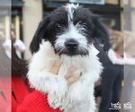 Small Photo #4 Jack Russell Terrier-Unknown Mix Puppy For Sale in Washington, DC, USA