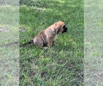 Small Photo #13 Bloodhound-Mastiff Mix Puppy For Sale in COLCORD, OK, USA