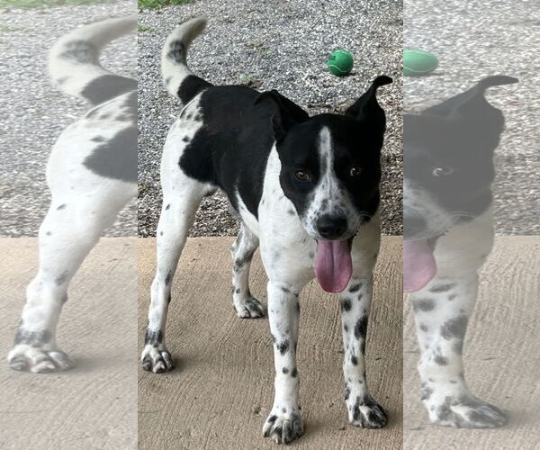 Medium Photo #2 Dalmatian-Labrador Retriever Mix Puppy For Sale in Rockaway, NJ, USA