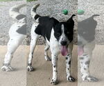Small #1 Dalmatian-Labrador Retriever Mix