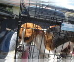 Small Treeing Walker Coonhound