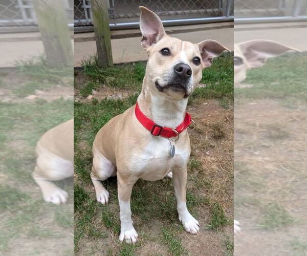 Medium Photo #1 American Pit Bull Terrier-Rat Terrier Mix Puppy For Sale in Cary, NC, USA
