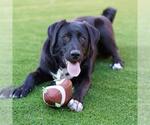 Small Labrador Retriever Mix